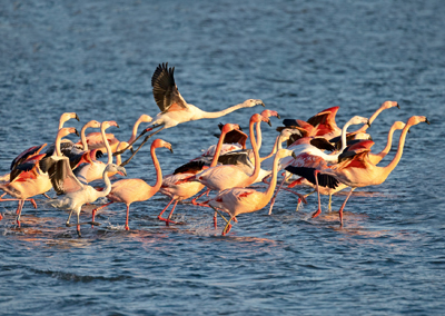 Flamingos